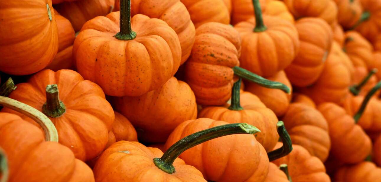 Fall pumpkins