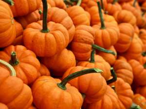 Fall in Cincinnati: The City’s Seasonal Charm on Full Display