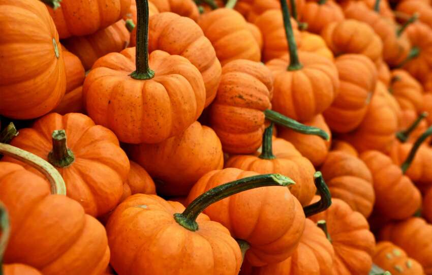 Fall pumpkins