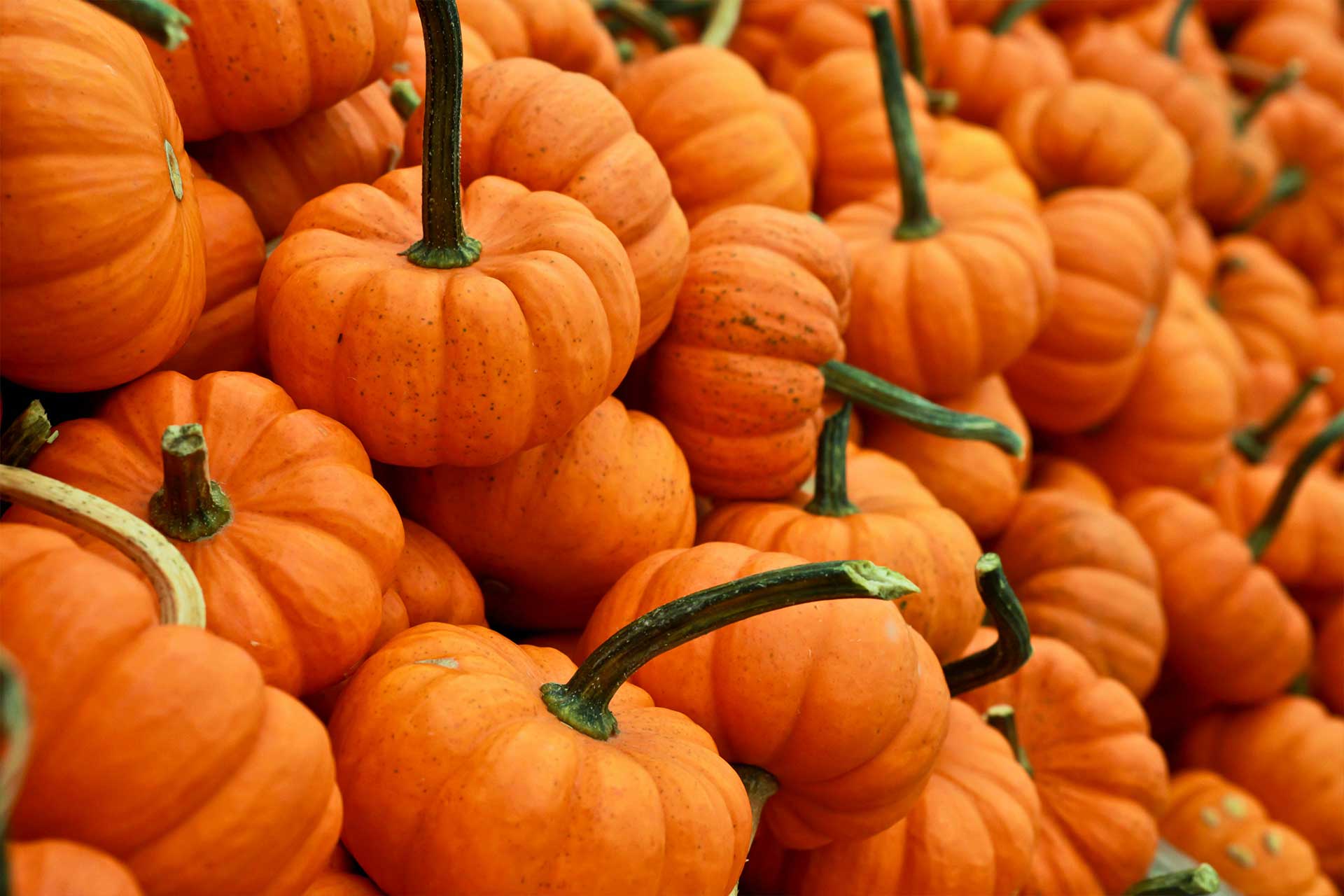 Fall pumpkins