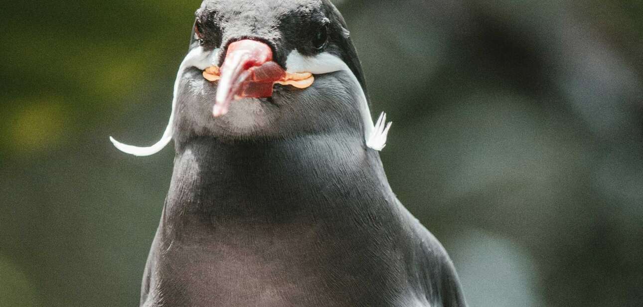 Cincinnati zoo birds