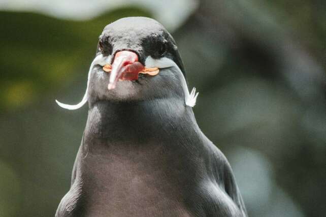 Cincinnati zoo birds