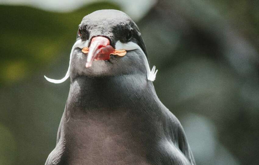 Cincinnati zoo birds