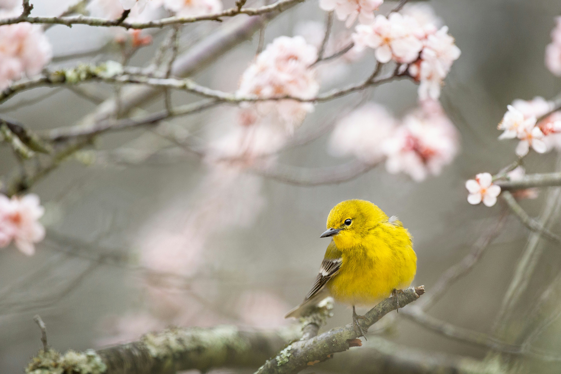 spring-bird-cincinnati