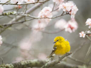 Spring in Cincinnati: Things to Do as the Queen City Comes Alive