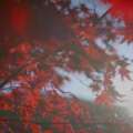 Fall in Cincinnati: A City Transformed by the Season