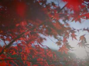 Fall in Cincinnati: A City Transformed by the Season