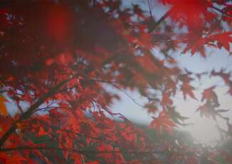 Fall in Cincinnati: A City Transformed by the Season