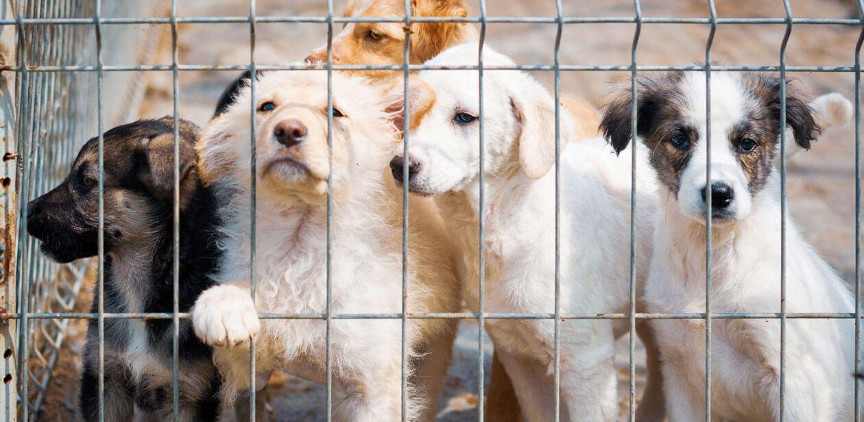 Puppies looking through a wire fence at an animal shelter, representing pets available for adoption by Cincinnati Animal CARE.