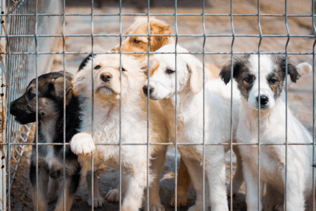 Puppies looking through a wire fence at an animal shelter, representing pets available for adoption by Cincinnati Animal CARE.