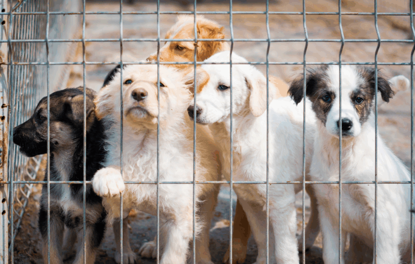Puppies looking through a wire fence at an animal shelter, representing pets available for adoption by Cincinnati Animal CARE.