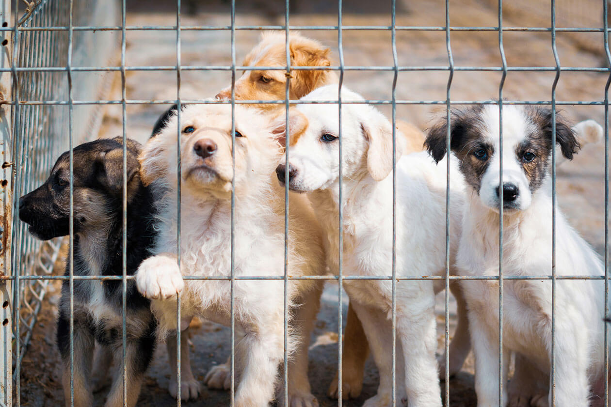Puppies looking through a wire fence at an animal shelter, representing pets available for adoption by Cincinnati Animal CARE.