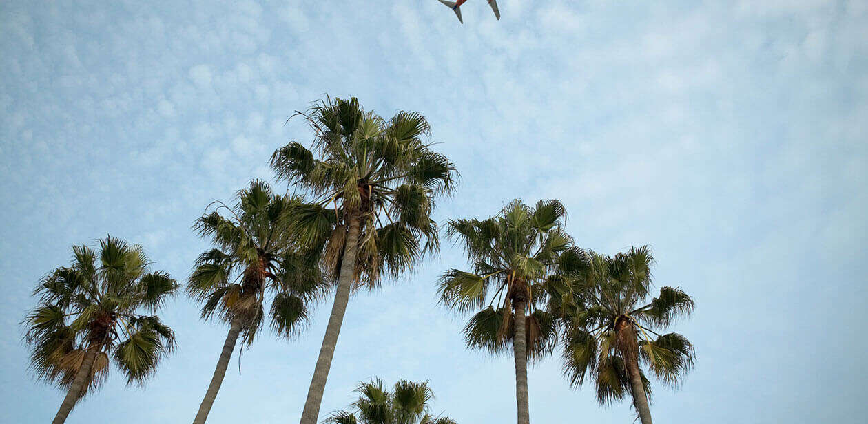 Palm trees in a warm winter escape