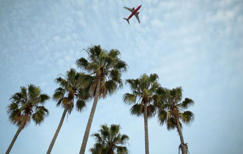 Palm trees in a warm winter escape