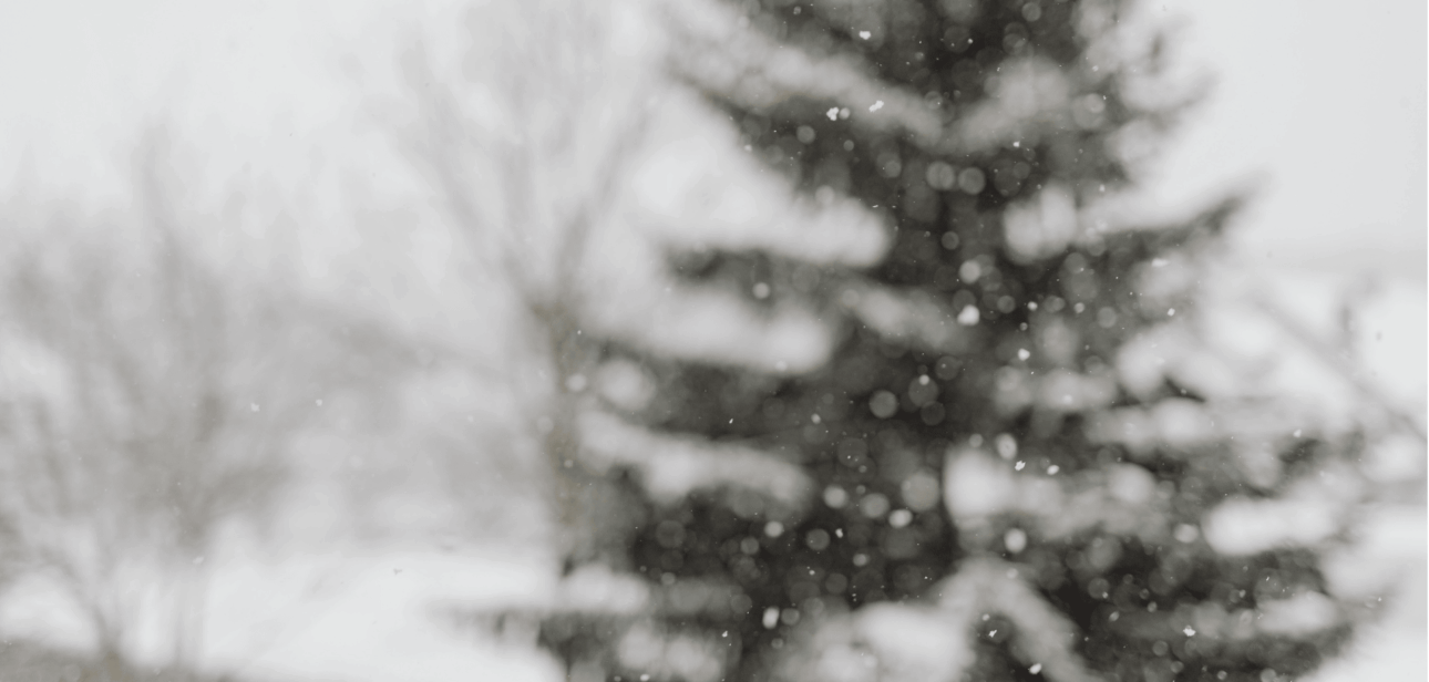 A snowy winter scene with a pine tree, representing the forecast for snow in Cincinnati.