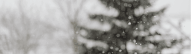 A snowy winter scene with a pine tree, representing the forecast for snow in Cincinnati.