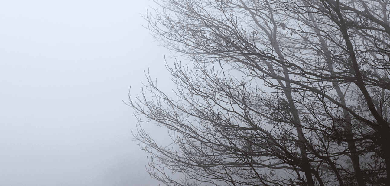 Dense fog covering bare winter trees in Cincinnati, Ohio, during post-Christmas weather conditions.