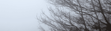 Dense fog covering bare winter trees in Cincinnati, Ohio, during post-Christmas weather conditions.