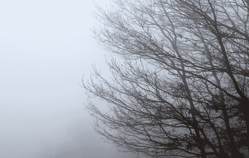 Dense fog covering bare winter trees in Cincinnati, Ohio, during post-Christmas weather conditions.