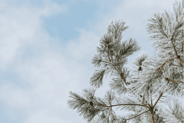 Snow-covered pine branches against a cloudy sky illustrating the Cincinnati winter weather forecast.