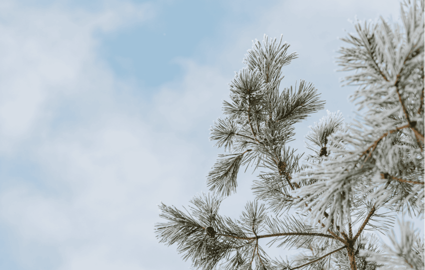 Snow-covered pine branches against a cloudy sky illustrating the Cincinnati winter weather forecast.