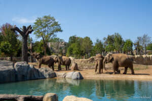 A group of four Asian elephants roaming in an outdoor enclosure at the Cincinnati Zoo, featuring a pool of water in the foreground and trees in the background. One elephant on the left uses its trunk to reach a hanging enrichment feeder.