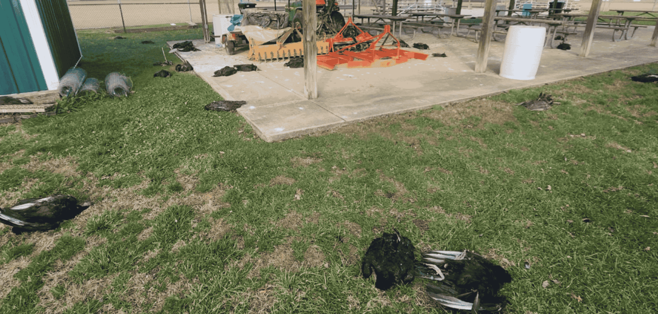 Dead vultures found on the grounds of St. Bernadette School in Pierce Township, Ohio, during the December 2025 bird flu suspected incident.