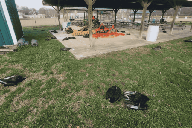 Dead vultures found on the grounds of St. Bernadette School in Pierce Township, Ohio, during the December 2025 bird flu suspected incident.