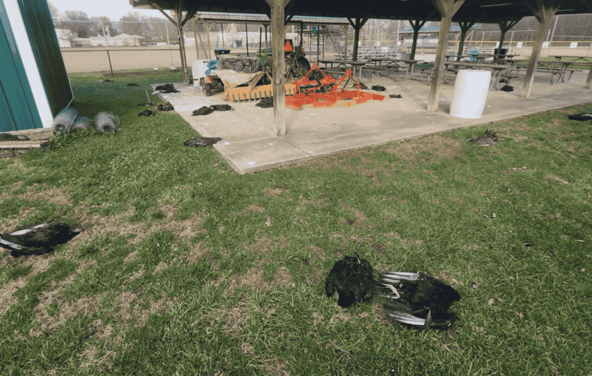 Dead vultures found on the grounds of St. Bernadette School in Pierce Township, Ohio, during the December 2025 bird flu suspected incident.