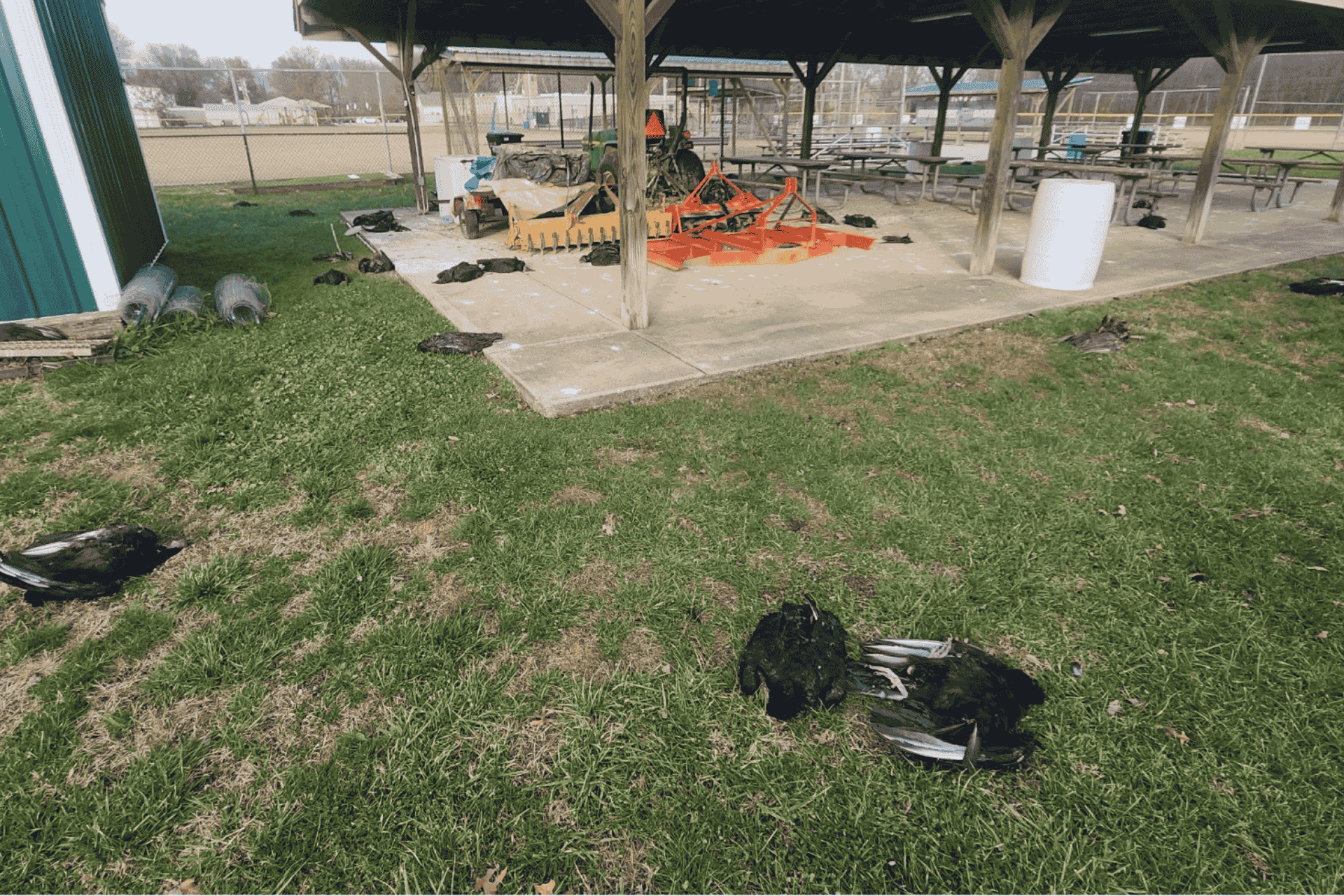 Dead vultures found on the grounds of St. Bernadette School in Pierce Township, Ohio, during the December 2025 bird flu suspected incident.