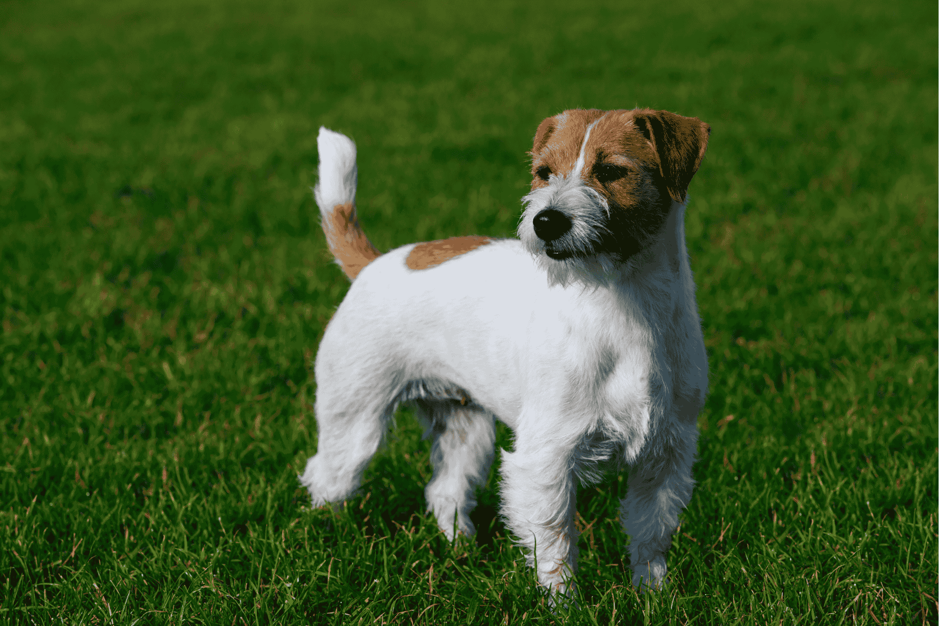 A dog standing in a field, representing the updated 2025 Ohio dog laws.