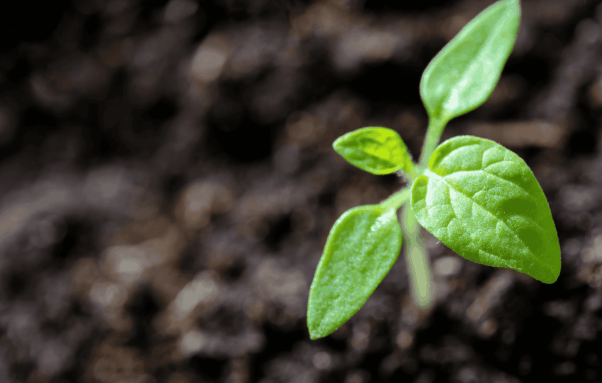 Small green sprout growing from dark soil, representing the Green Cincinnati Plan and environmental sustainability.