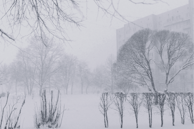A snowy winter scene in Cincinnati featuring snow-covered trees and buildings during a weekend weather forecast.