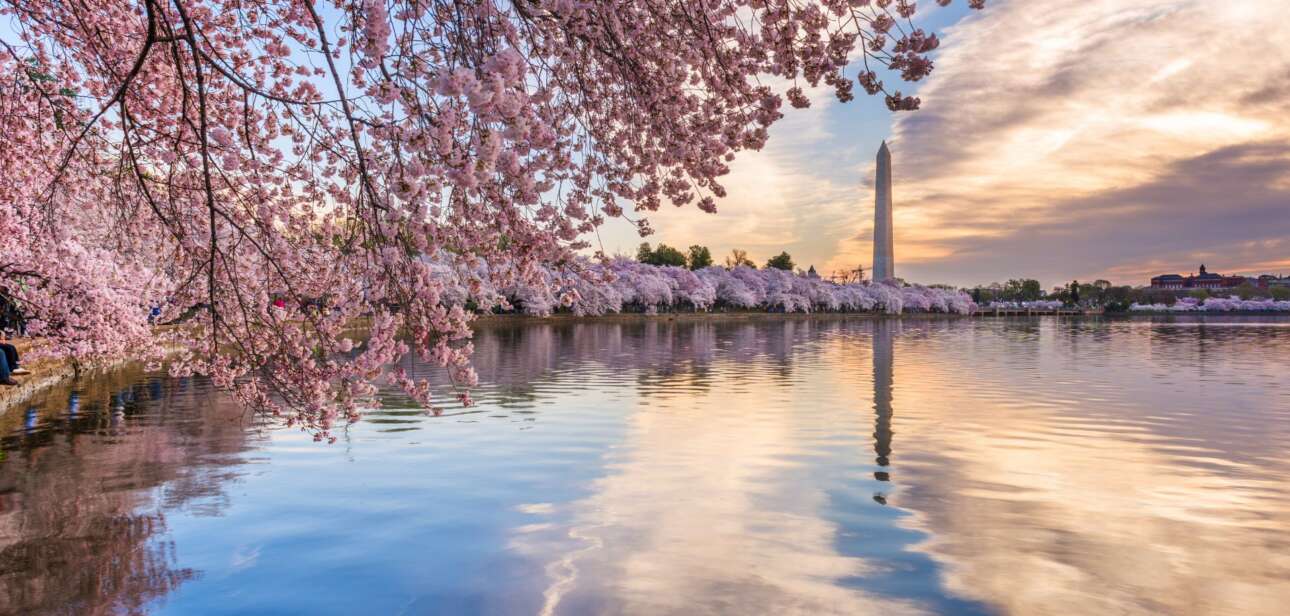 early cherry blossoms in Washington DC
