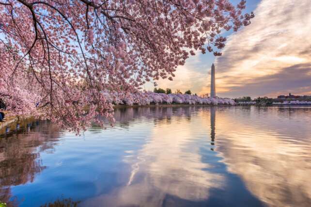 early cherry blossoms in Washington DC