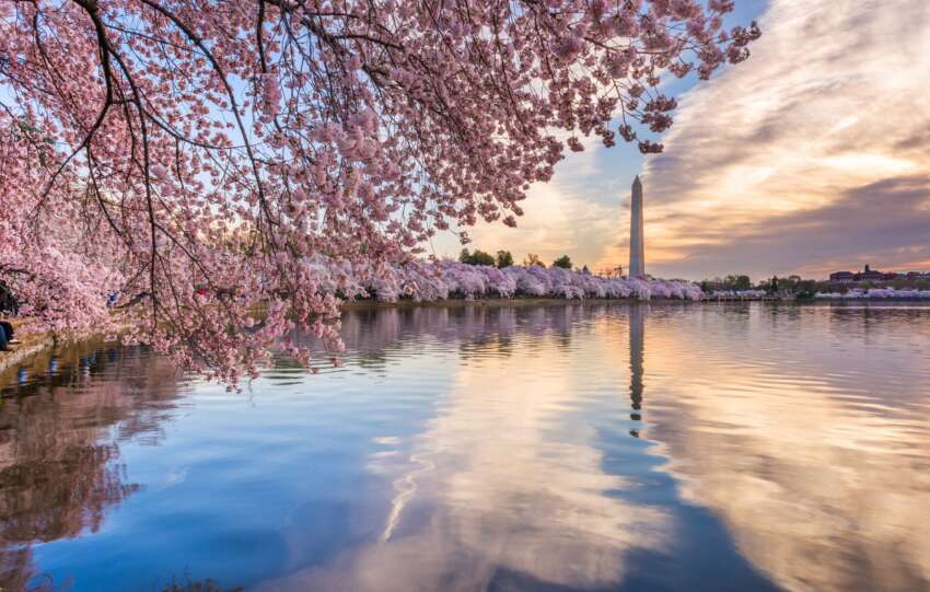 early cherry blossoms in Washington DC
