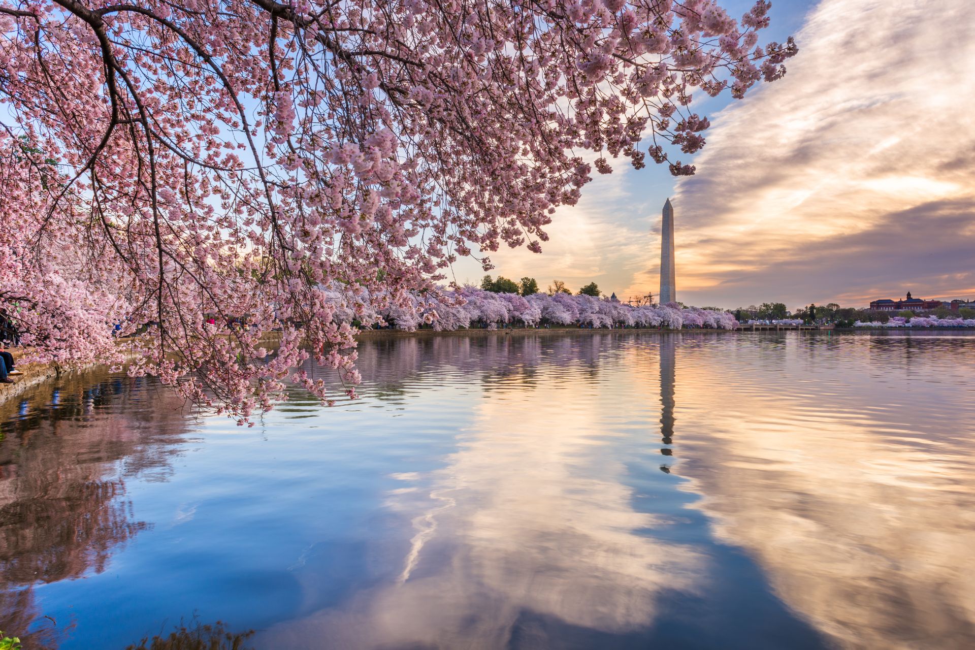 early cherry blossoms in Washington DC