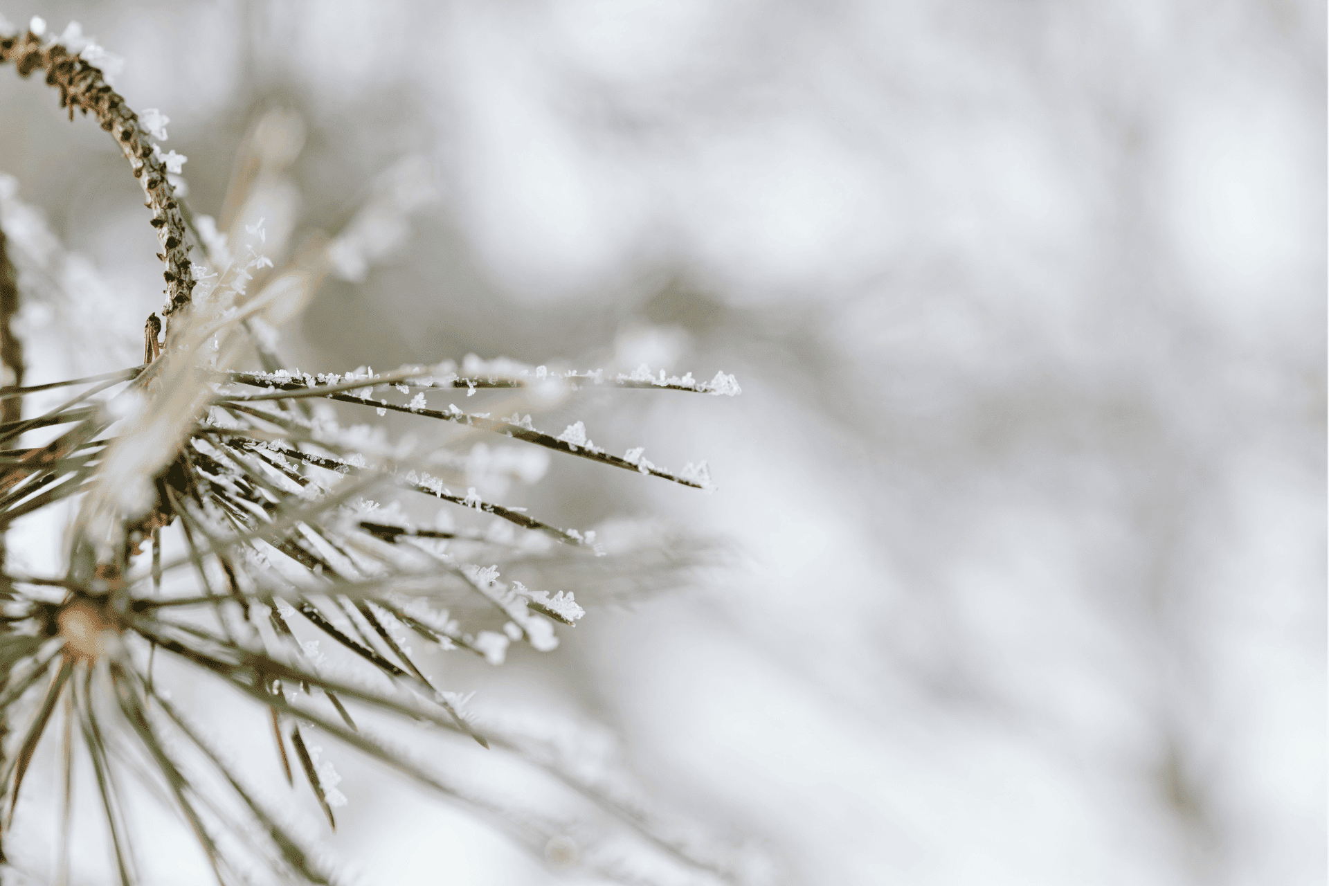 Close-up of snow-covered pine needles representing the current Winter Weather Advisory in Cincinnati.