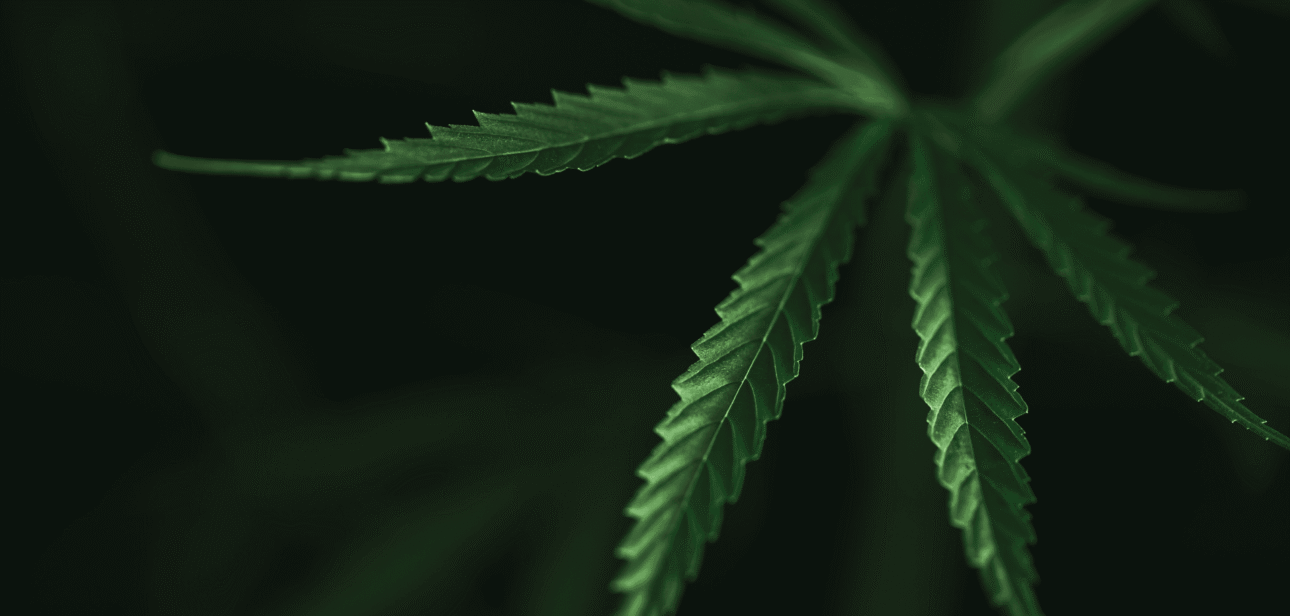A close-up of a green marijuana leaf against a dark background, illustrating Ohio recreational cannabis coverage.