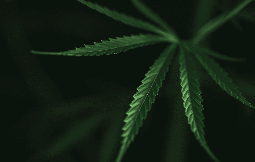 A close-up of a green marijuana leaf against a dark background, illustrating Ohio recreational cannabis coverage.