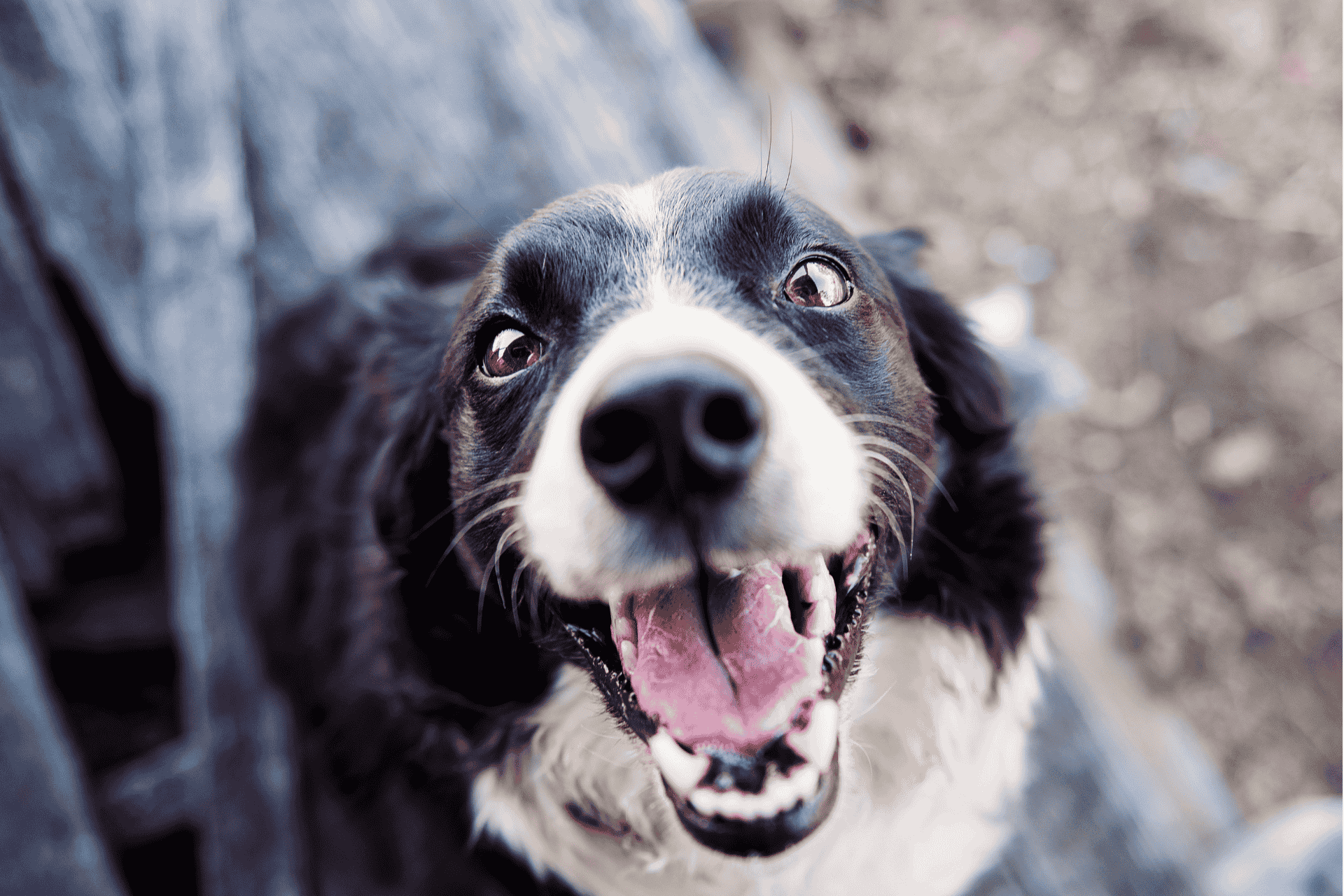 A close-up of a happy black and white dog looking directly up at the camera.