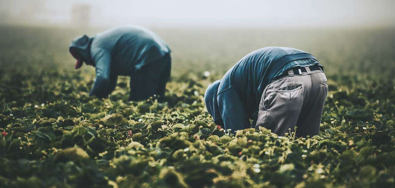 Haitian migrant workers harvesting crops in Ohio as Springfield faces rapid immigration-driven population growth