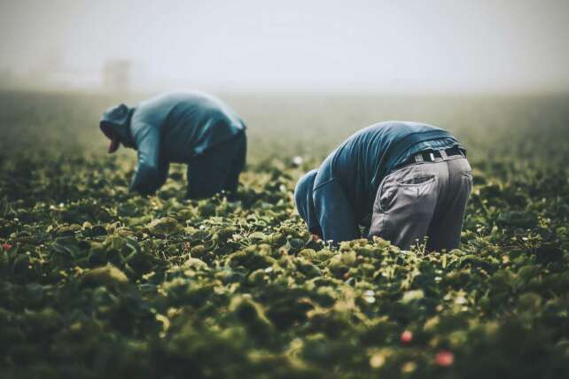 Haitian migrant workers harvesting crops in Ohio as Springfield faces rapid immigration-driven population growth