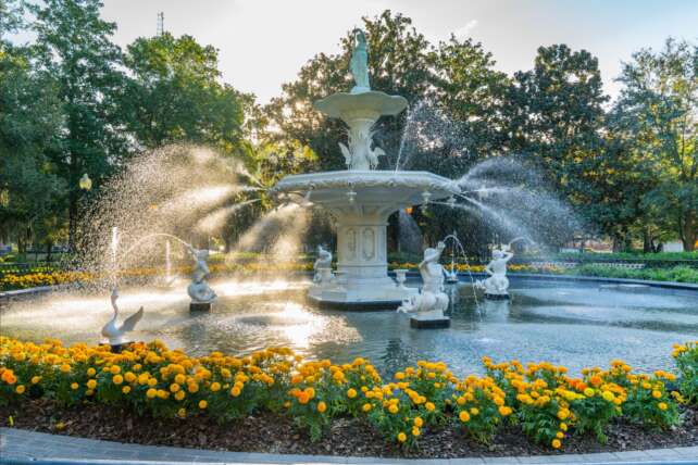 Bright yellow blossoms in Forsyth Park in Savannah during early spring