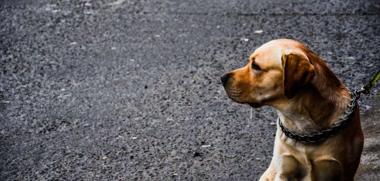 A sad-looking tan dog with a chain collar sitting on dark pavement, representing the animal involved in the recent Cincinnati guilty verdict.