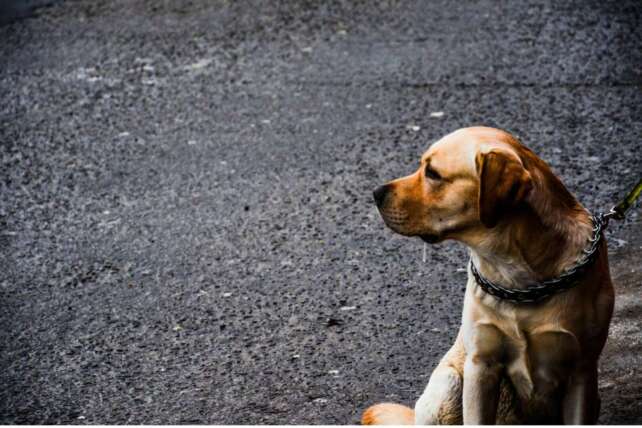 A sad-looking tan dog with a chain collar sitting on dark pavement, representing the animal involved in the recent Cincinnati guilty verdict.