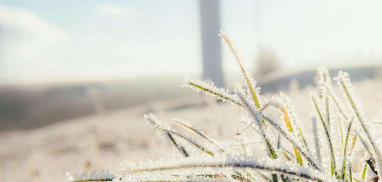 Close-up of morning frost on blades of grass against a blurred background.