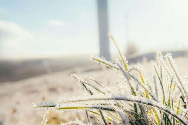 Close-up of morning frost on blades of grass against a blurred background.