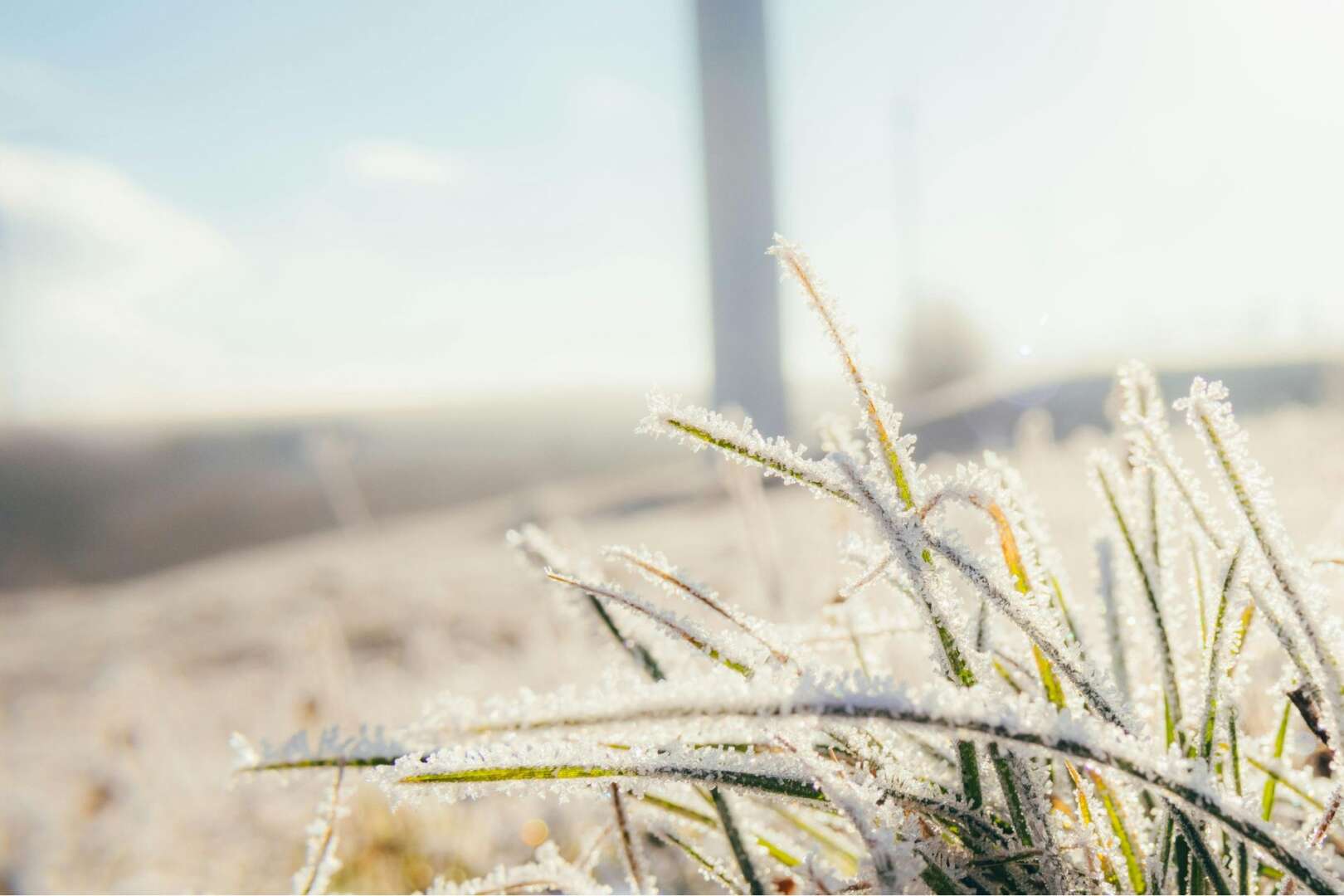 Close-up of morning frost on blades of grass against a blurred background.