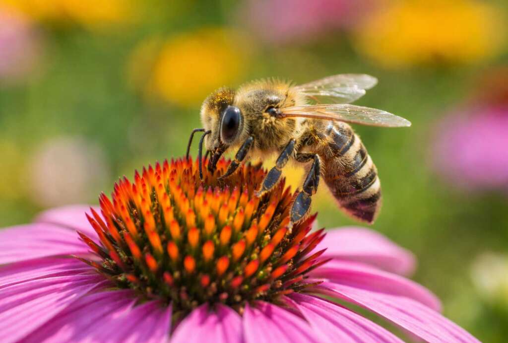 Oxford Bee Festival Returns April 18